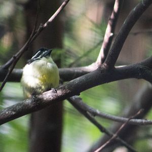 Yellow-rumped tinkerbird