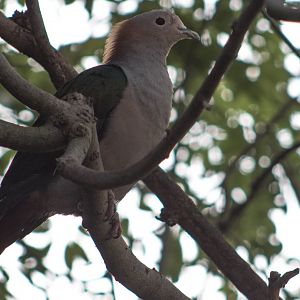 Chestnut-naped imperial-pigeon