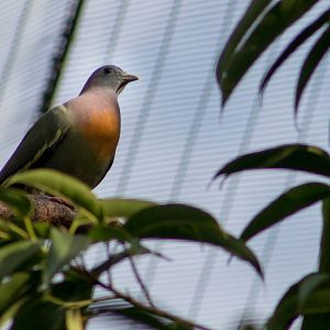 Pink-necked green pigeon
