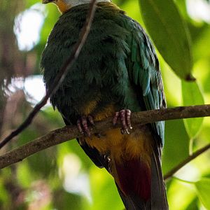 Black-naped fruit dove
