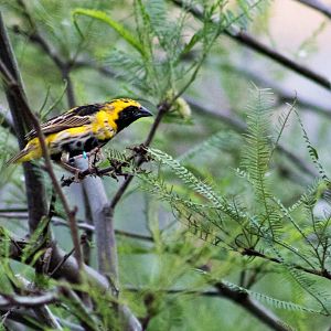 Yellow-crowned bishop