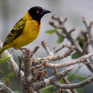 Black-headed weaver