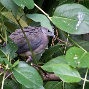 Philippine collared-dove