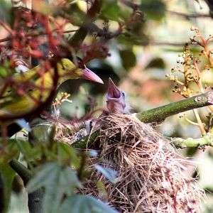 Black-naped oriole feeding chick