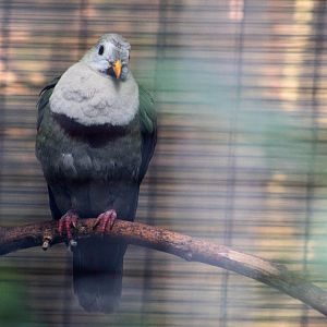 Black-chinned (Leclancher's) fruit dove