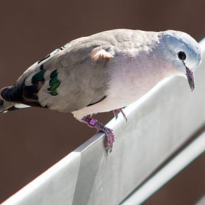 Emerald-spotted wood dove