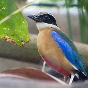Blue-winged pitta