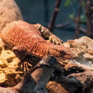 Pilbara rock monitor