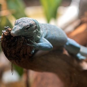 Emerald tree monitor