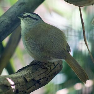 Black-striped sparrow