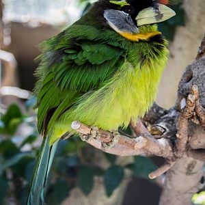 Fire-tufted barbet