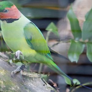 Malayan long-tailed parakeet