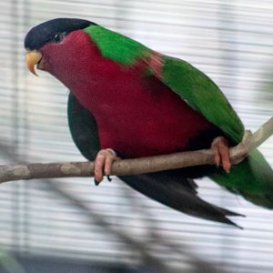 Collared lory