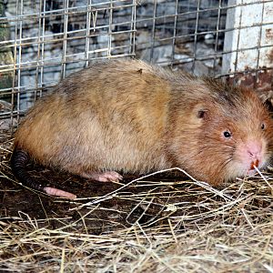 Chinese bamboo rat (Rhizomys sinensis)? Species ID?