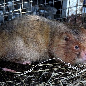 Chinese bamboo rat (Rhizomys sinensis)? Species ID?