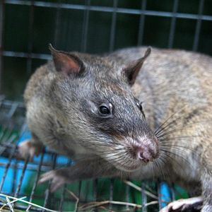 Gambian pouched rat (Cricetomys gambianus)? Species ID?