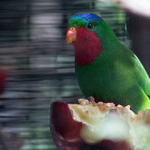 Blue-crowned lory