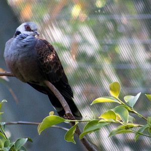Adamawa turtle dove