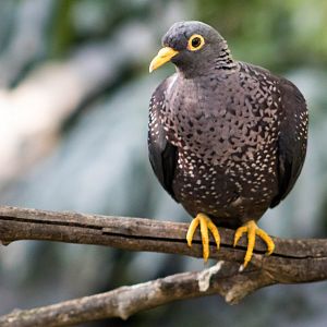 African olive pigeon