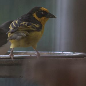 Reichenow's weaver