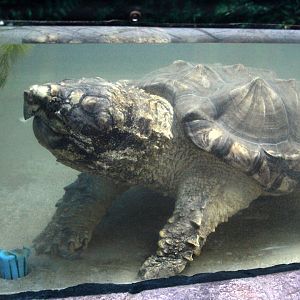 alligator snapping turtle