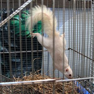 squirrel species ID?