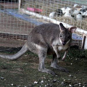 dusky pademelon (Thylogale brunii) Species ID?