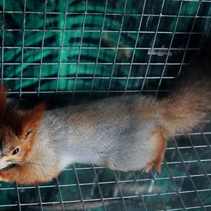Eurasian red squirrel (Sciurus vulgaris)