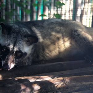 Asian palm civet (Paradoxurus hermaphroditus)