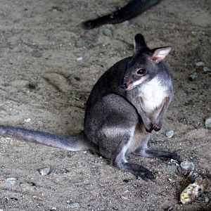 dusky pademelon (Thylogale brunii) Species ID?