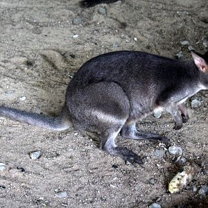 dusky pademelon (Thylogale brunii) Species ID?