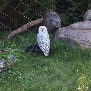 Snowy owl