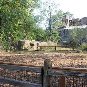 Galapagos Tortoise and African Spurred Tortoise Yard - Pachyderm House