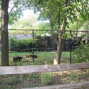Gerenuk Exhibit - Habitat Africa