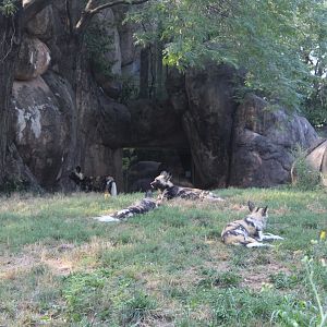 African Painted Dogs - Habitat Africa