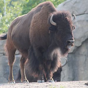 American Bison - Great Bear Wilderness