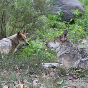 Mexican Gray Wolves - Great Bear Wilderness
