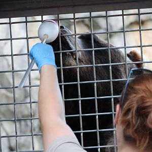 Grizzly Bear Training - Great Bear Wilderness