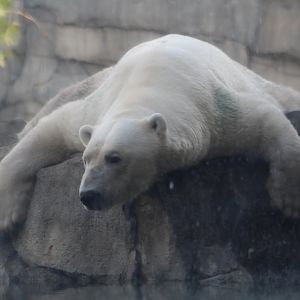 Hudson the Tired Polar Bear - Great Bear Wilderness