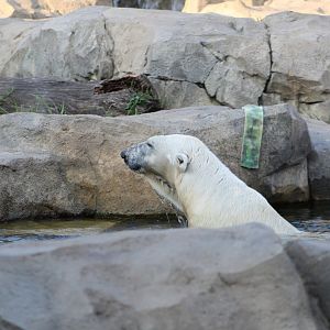 Swimming Polar Bear - Great Bear Wilderness