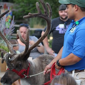 Reindeer Amassador - Wild Encounters