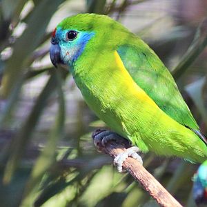 Double-eyed Fig Parrot  (Cyclopsitta diophthalma)
