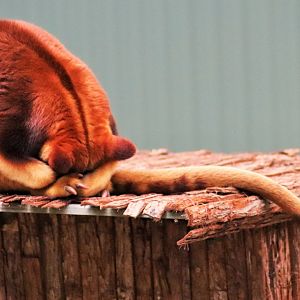 Goodfellow's Tree Kangaroo (Dendrolagus goodfellowi)