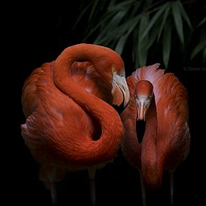 Caribbean flamingo