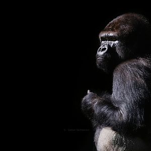 Western lowland gorilla