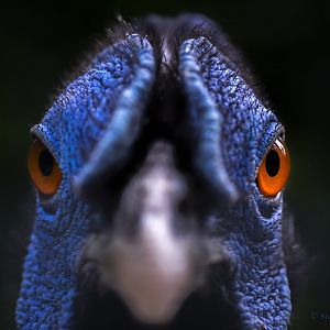 Delacour's crested fireback male