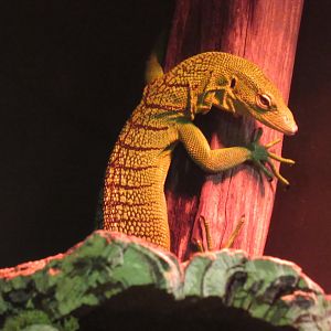Green Tree Monitor in Curious Creatures