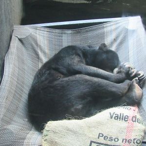 Malayan Sun Bear in Tiger Valley