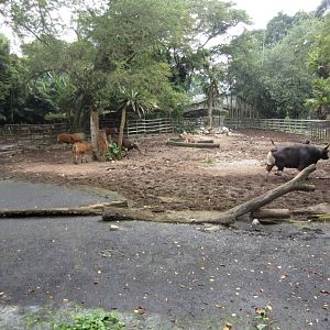 Banteng Exhibit