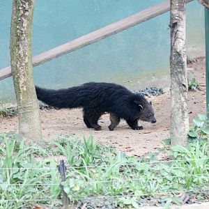 Binturong